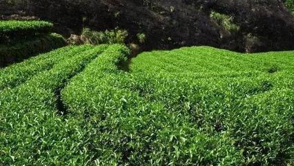 品大紅袍的雅致，避農(nóng)副產(chǎn)品的陷阱 常見(jiàn)問(wèn)題與解決方案