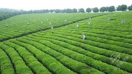 創(chuàng)新轉(zhuǎn)型，合作趕超 赤壁茶發(fā)集團(tuán)引領(lǐng)區(qū)域茶企與農(nóng)副產(chǎn)品銷(xiāo)售快速發(fā)展