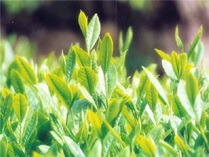 蘇茶早 品種特性、栽培要點(diǎn)及市場(chǎng)前景分析