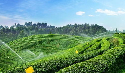 長(zhǎng)壽之村 揭秘我國(guó)硒含量第一村的健康密碼與農(nóng)副產(chǎn)品新機(jī)遇