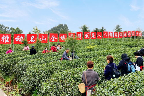 埋頭種茶 抬頭探路——四川春茶主產(chǎn)區(qū)走訪見(jiàn)聞